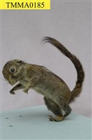 藏品(條紋松鼠)的圖片